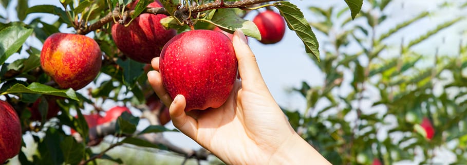 Red-Apple